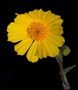 Geraea canescens 16-6106